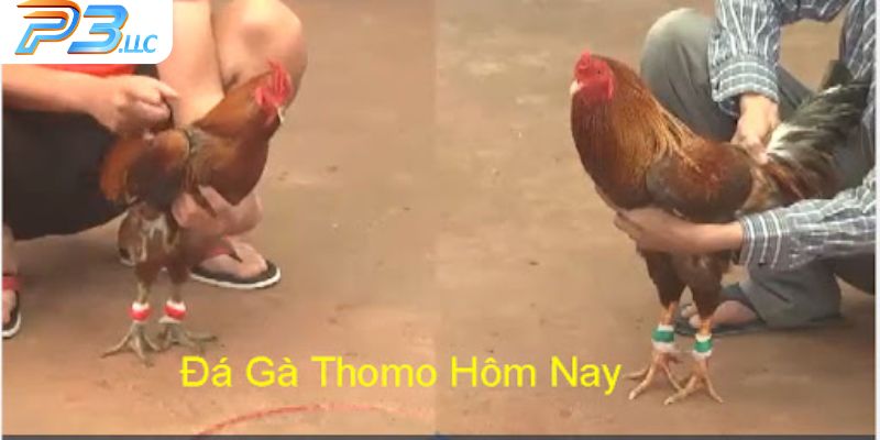  Sơ lược khái quát về cá cược đá gà Thomo